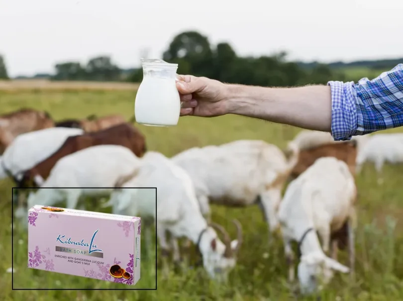 mydetox-gano-excel-ofeli-galaktos-ygeia-dermatos