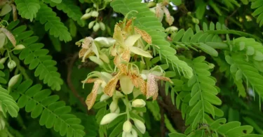 mydetox-gano-excel-ofeli-tamarindus-indica-ygeia-geniki-eyeksia