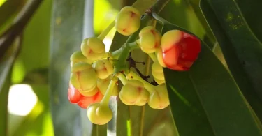 mydetox-gano-excel-ofeli-ygeia-garcinia-atroviridis-garkinia