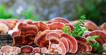 mydetox-gano-excel-ganoderma-lucidum-thaymatoyrgo-manitari-fyshs