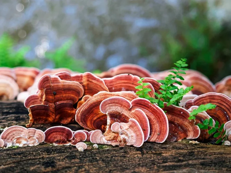 mydetox-gano-excel-ganoderma-lucidum-thaymatoyrgo-manitari-fyshs