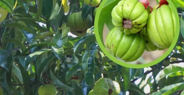 mydetox-gano-excel-garcinia-atroviridis-fyto-isorropia-metavolismoy