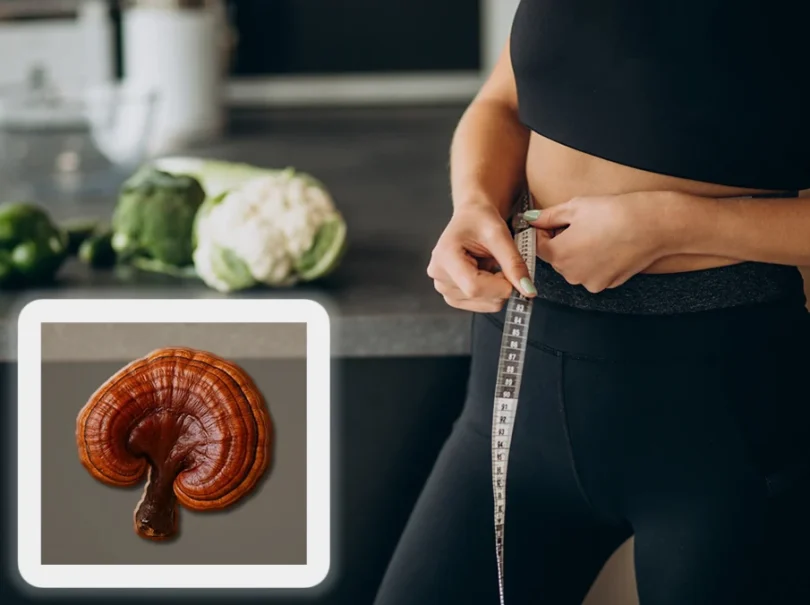 mydetox-gano-excel-ganoderma-lucidum-manitari-rythmizei-baros-ygeia